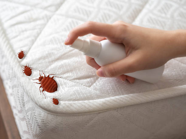 Best Mosquito Control Services  in Long Beach, NY